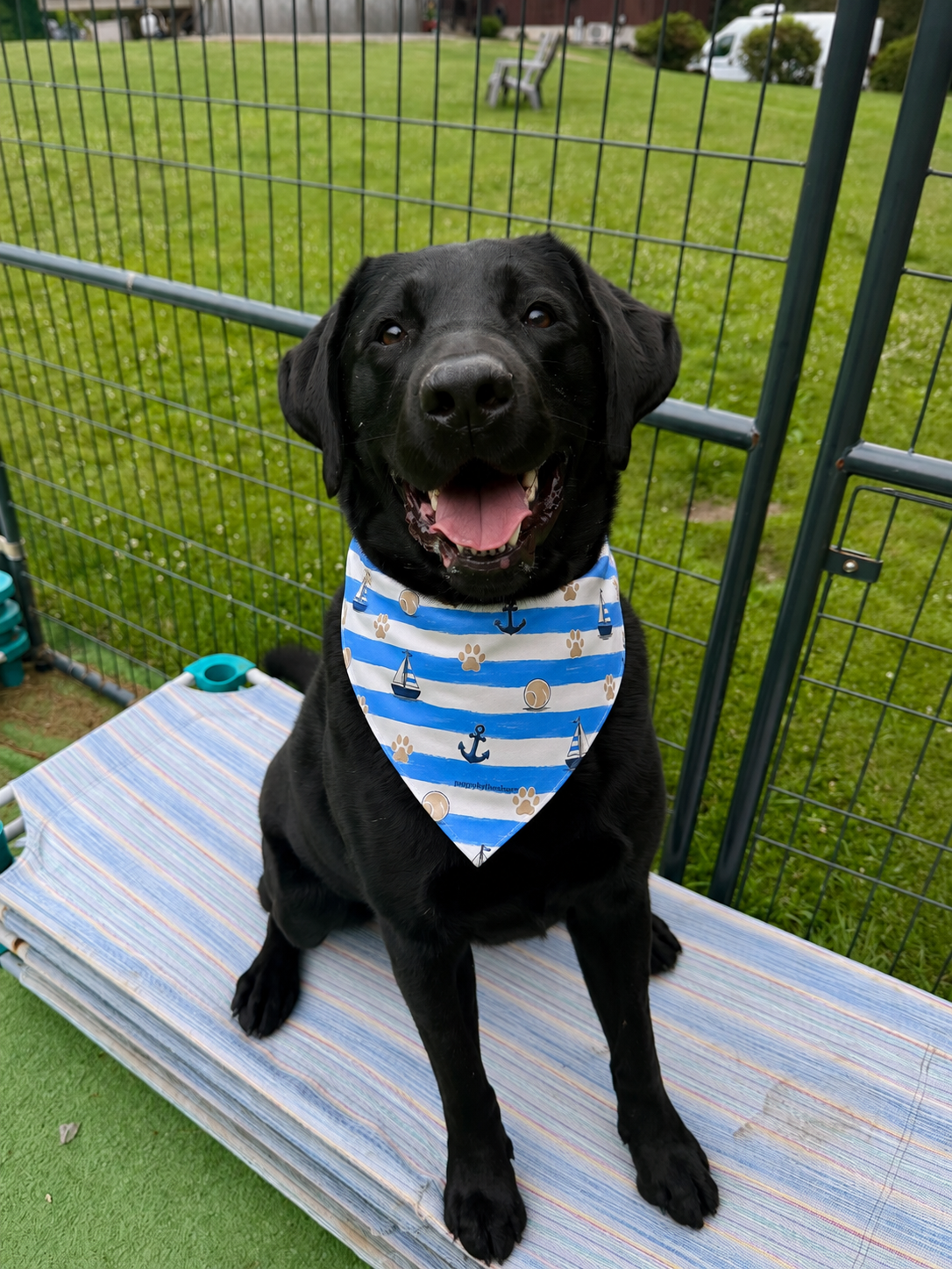 Paws & Stripes Pet Bandana - Blue