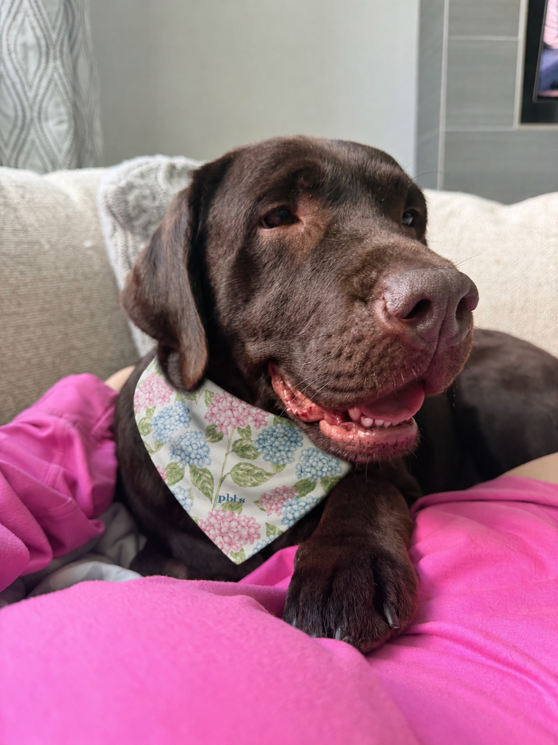 Hydrangea Pet Bandana Collar